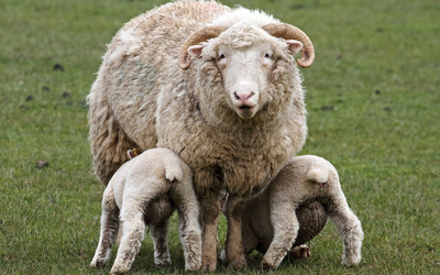 Sheep with lambs wallpaper