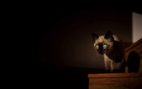 Siamese cat [3] wallpaper 2560x1600 jpg