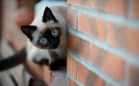 Siamese cat wallpaper 2560x1600 jpg