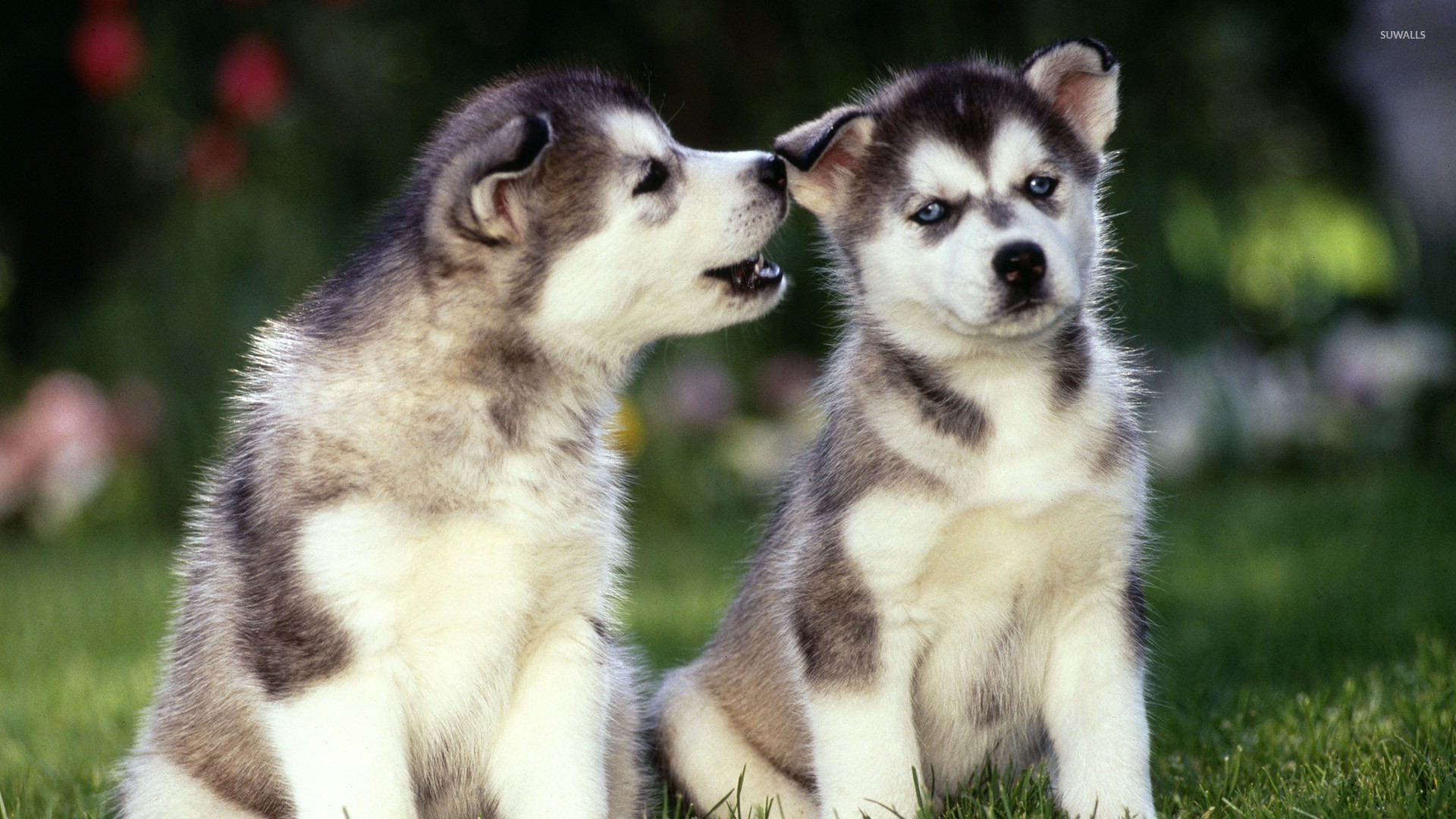 Siberian Husky puppies wallpaper - Animal wallpapers - #22498