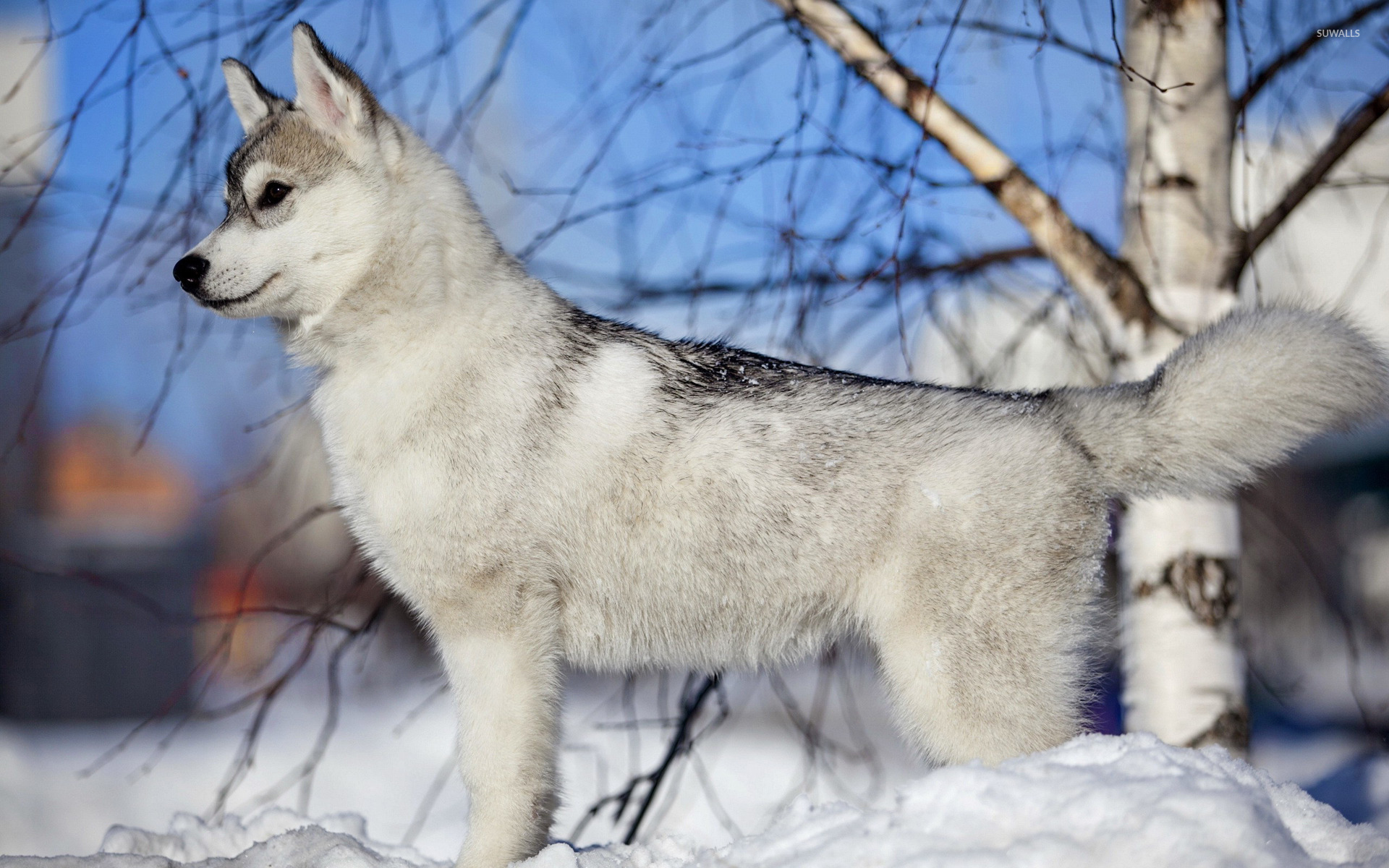 Wallpaper White and Black Siberian Husky Background  Download Free Image