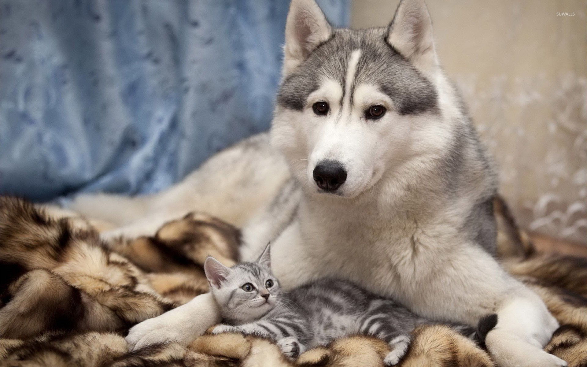 Siberian Husky with a kitten wallpaper