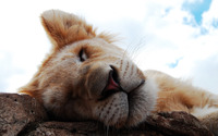 Sleeping lion wallpaper 2560x1600 jpg