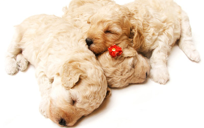 Sleeping puppies wallpaper