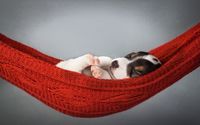 Sleeping puppy in a hammock wallpaper 2560x1600 jpg