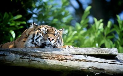Sleeping tiger wallpaper