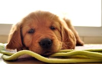 Sleepy Golden Retriever puppy wallpaper 1920x1200 jpg