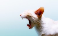 Sleepy white cat wallpaper 2560x1600 jpg