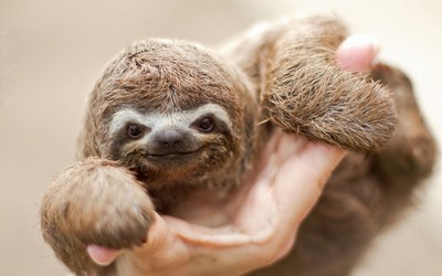 Sloth baby wallpaper