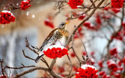 Small bird in the snow wallpaper
