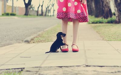 Small puppy holding on to the leg wallpaper