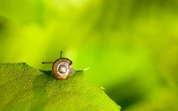 Snail on a wet leaf wallpaper 1920x1200 jpg