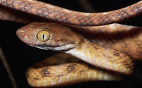 Snake [8] wallpaper 2560x1600 jpg