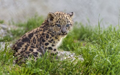 Snow leopard cub wallpaper