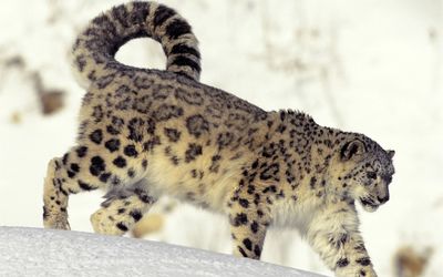 Snow leopard in the snow wallpaper