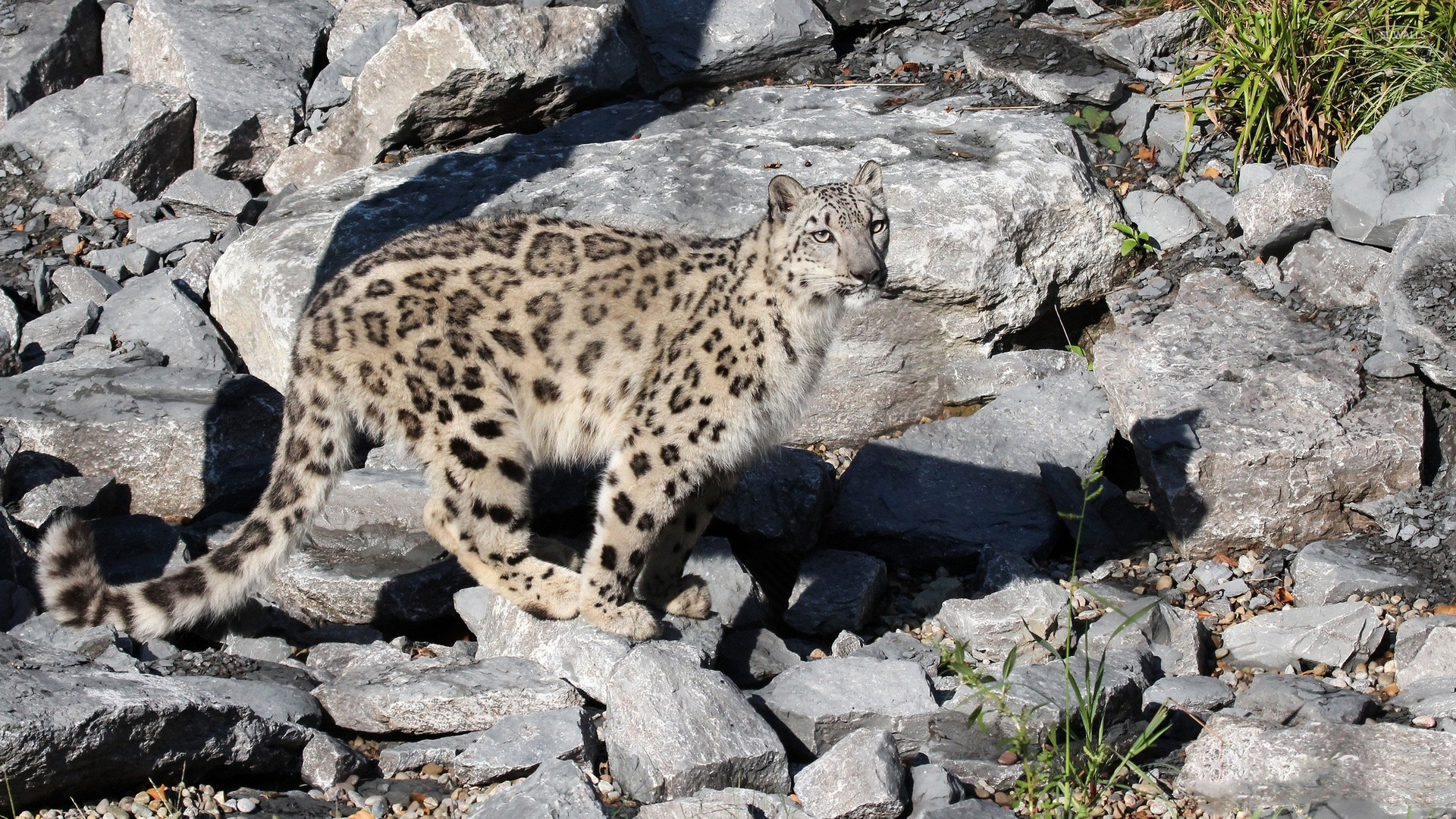 Snow Leopard On Rocks Wallpaper Animal Wallpapers