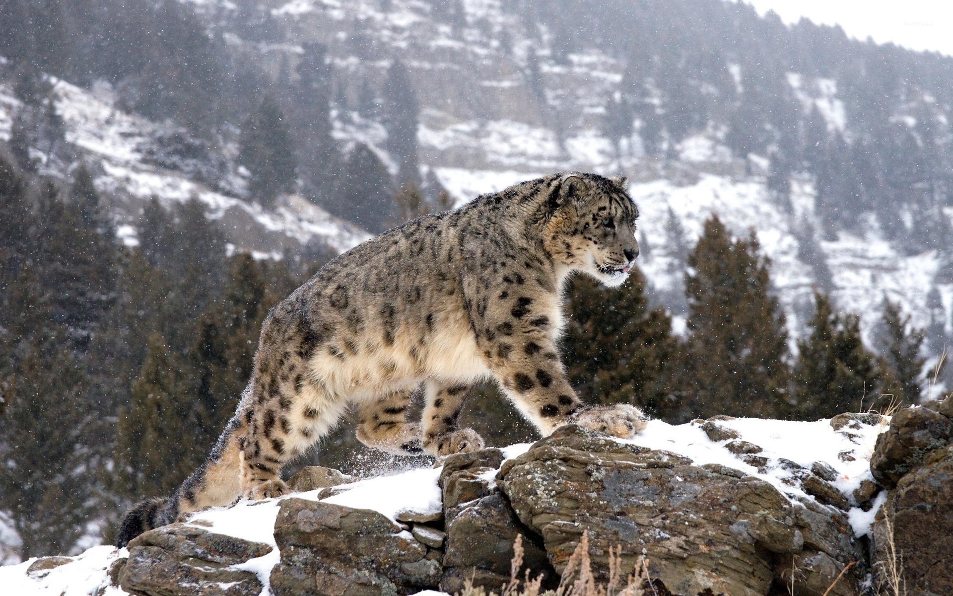 Snow Leopard On The Snowy Rocks Wallpaper Animal Wallpapers
