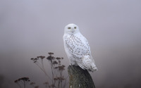 Snowy Owl [5] wallpaper 1920x1080 jpg