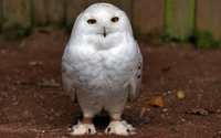 Snowy Owl [6] wallpaper 1920x1080 jpg