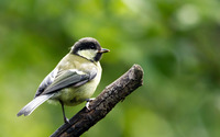 Sparrow on a branch wallpaper 2560x1600 jpg