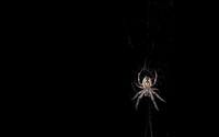 Spider wallpaper 1920x1200 jpg