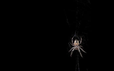 Spider wallpaper