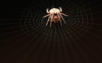 Spider [3] wallpaper 1920x1200 jpg