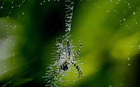 Spider [9] wallpaper 2560x1600 jpg