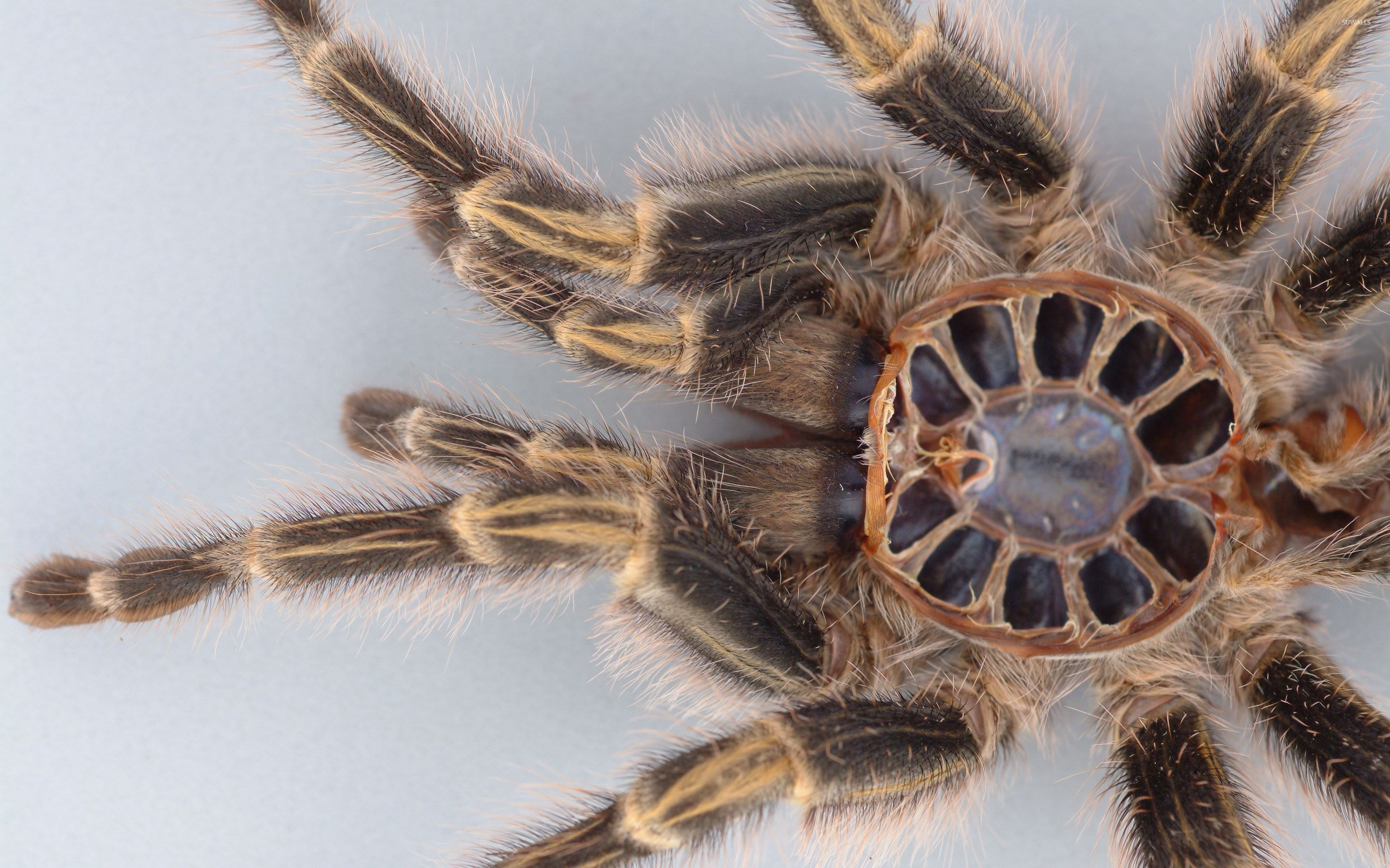  Spider  close  up  wallpaper Animal wallpapers 30032