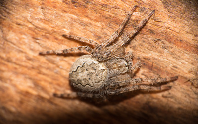 Spider on a wooden beam wallpaper