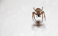 Spider on its web over the white wall wallpaper 2560x1600 jpg
