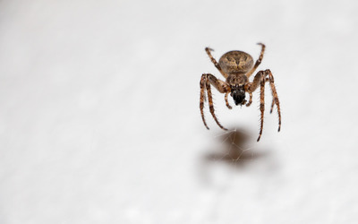 Spider on its web over the white wall wallpaper