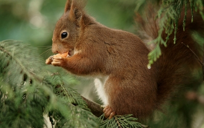 Squirrel eating wallpaper