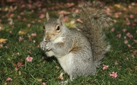 Squirrel eating [5] wallpaper 2560x1440 jpg