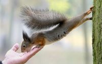 Squirrel eating from hand wallpaper 1920x1200 jpg
