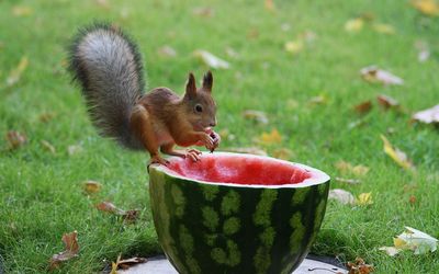 Squirrel eating the watermelon wallpaper