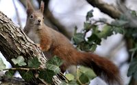 Squirrel in a tree [3] wallpaper 2560x1600 jpg