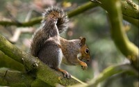 Squirrel in a tree [4] wallpaper 2560x1600 jpg
