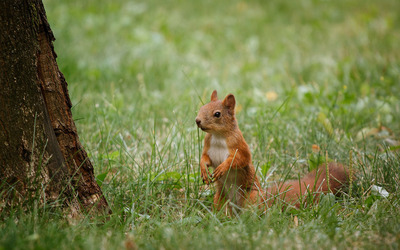 Squirrel in grass wallpaper