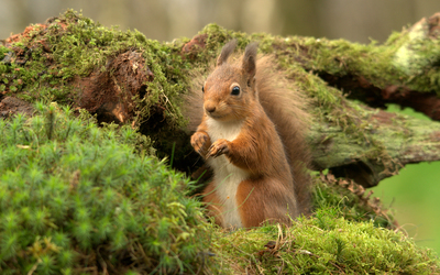 Squirrel on a mossy tree wallpaper