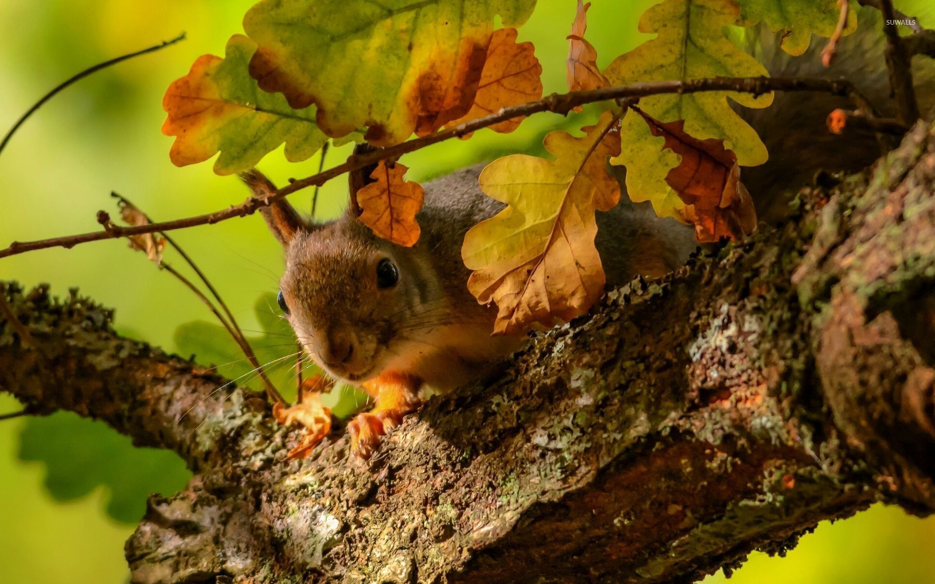 Squirrel on the oak tree wallpaper - Animal wallpapers - #27553