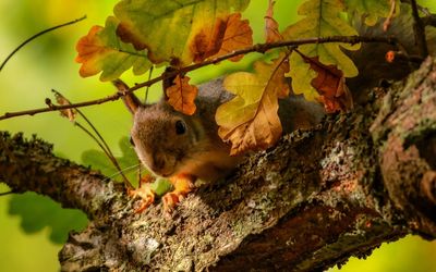 Squirrel on the oak tree wallpaper