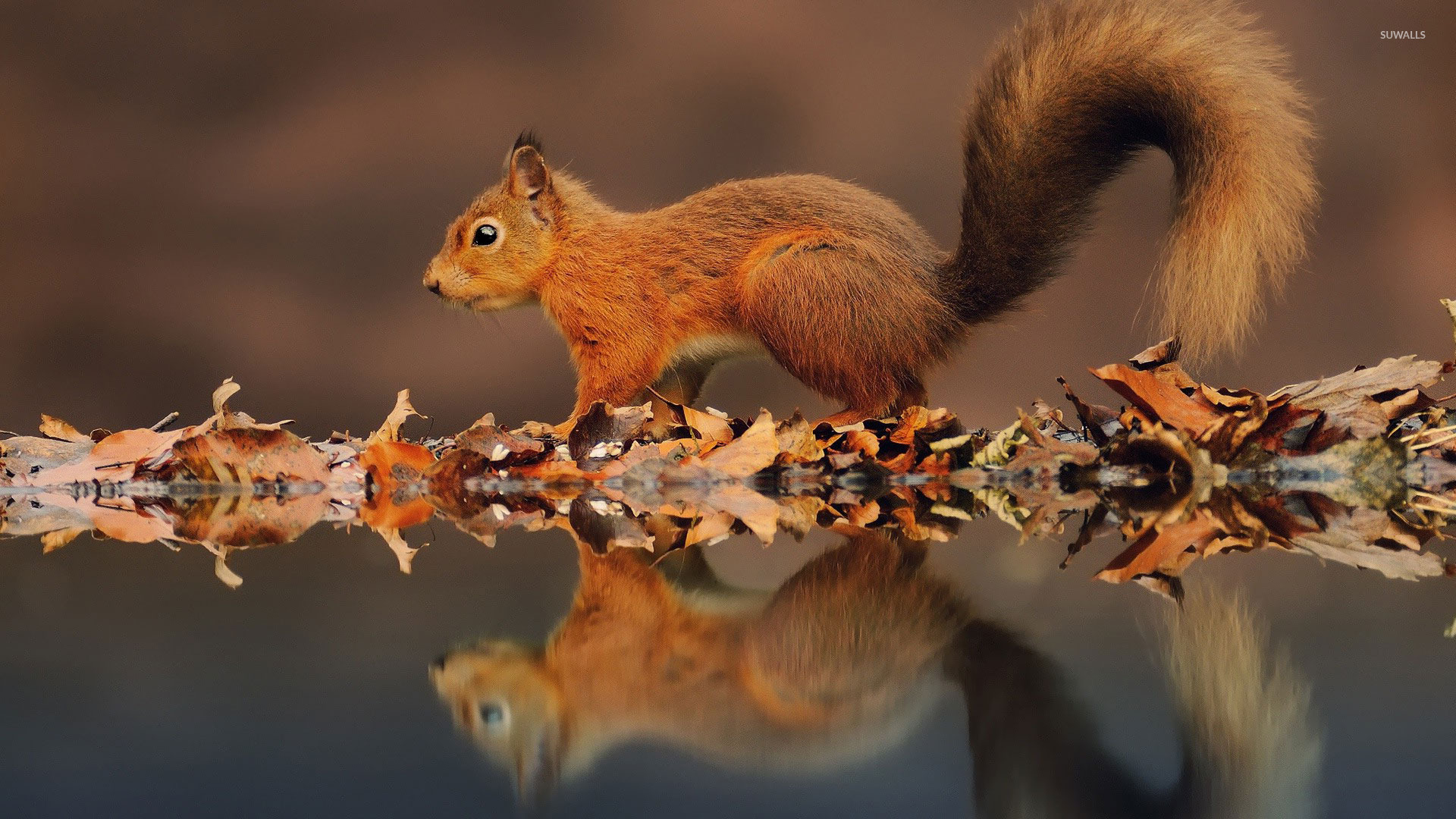 Fall Wallpaper With Squirrel