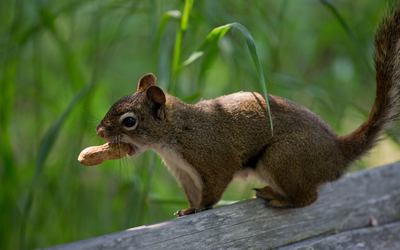 Squirrel with a peanut wallpaper