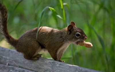 Squirrel with a peanut in its mouth wallpaper