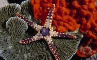 Starfish [2] wallpaper 1920x1080 jpg