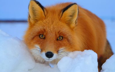 Staring fox wallpaper
