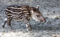 Striped tapir wallpaper 1920x1200 jpg