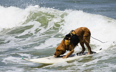 Surfing dog wallpaper