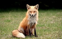 Suspicious fox wallpaper 1920x1200 jpg